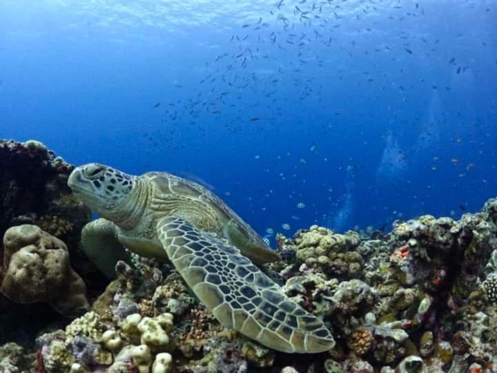 Dea Gili Cottages Gili Meno Exterior foto